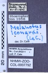 Etiketten zu Melanotus leonardi (LeConte, 1853) (NHMW-ZOO-COL-0007792)